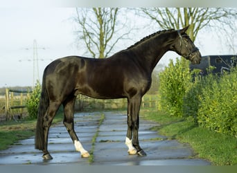 Oldenburgo, Caballo castrado, 4 años, 175 cm, Negro