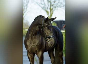 Oldenburgo, Caballo castrado, 4 años, 175 cm, Negro