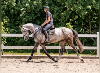 Oldenburgo, Caballo castrado, 4 años, 175 cm, Tordo