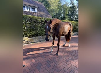 Oldenburgo, Caballo castrado, 4 años, 178 cm, Alazán