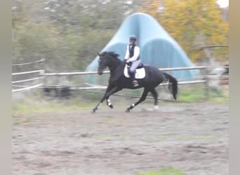 Oldenburgo, Caballo castrado, 4 años, 179 cm, Morcillo