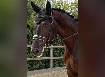 Oldenburgo, Caballo castrado, 4 años, 179 cm, Negro