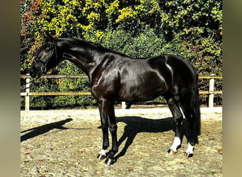 Oldenburgo, Caballo castrado, 4 años, 179 cm, Negro