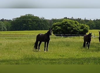 Oldenburgo, Caballo castrado, 4 años, 179 cm, Negro