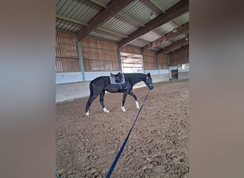 Oldenburgo, Caballo castrado, 4 años, 180 cm, Negro