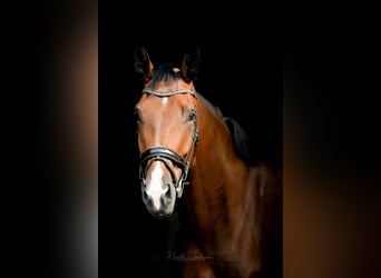 Oldenburgo, Caballo castrado, 4 años, 186 cm, Castaño