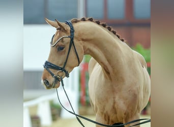 Oldenburgo, Caballo castrado, 4 años, Alazán