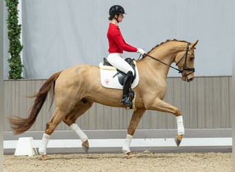 Oldenburgo, Caballo castrado, 4 años, Alazán