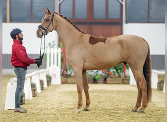 Oldenburgo, Caballo castrado, 4 años, Alazán