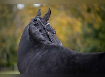 Oldenburgo, Caballo castrado, 4 años, Morcillo