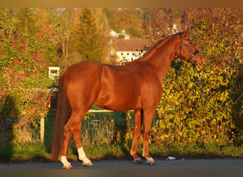 Oldenburgo, Caballo castrado, 5 años, 160 cm, Alazán