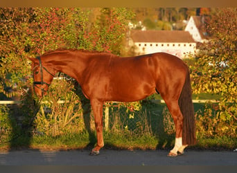 Oldenburgo, Caballo castrado, 5 años, 160 cm, Alazán