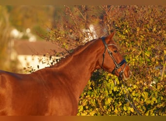 Oldenburgo, Caballo castrado, 5 años, 160 cm, Alazán