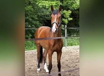 Oldenburgo, Caballo castrado, 5 años, 162 cm, Castaño