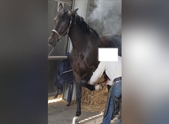 Oldenburgo, Caballo castrado, 5 años, 162 cm, Castaño oscuro