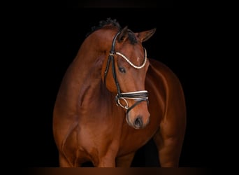 Oldenburgo, Caballo castrado, 5 años, 163 cm, Castaño