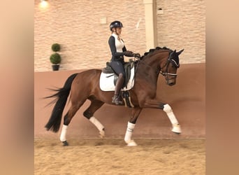 Oldenburgo, Caballo castrado, 5 años, 163 cm, Castaño