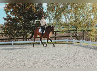 Oldenburgo, Caballo castrado, 5 años, 163 cm, Castaño