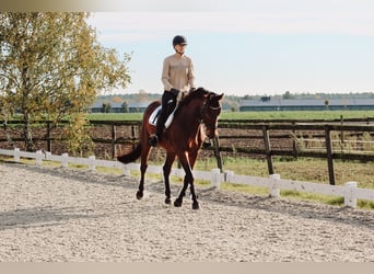 Oldenburgo, Caballo castrado, 5 años, 163 cm, Castaño