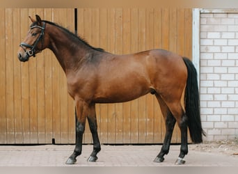 Oldenburgo, Caballo castrado, 5 años, 163 cm, Castaño