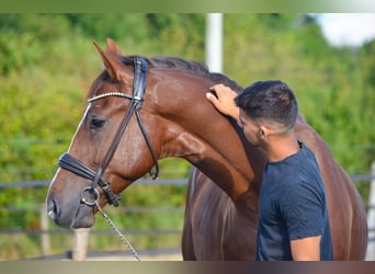 Oldenburgo, Caballo castrado, 5 años, 164 cm, Alazán-tostado