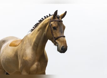 Oldenburgo, Caballo castrado, 5 años, 164 cm