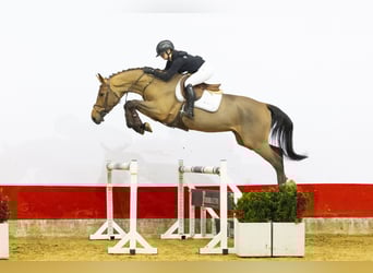 Oldenburgo, Caballo castrado, 5 años, 164 cm