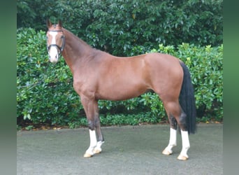 Oldenburgo, Caballo castrado, 5 años, 164 cm, Castaño