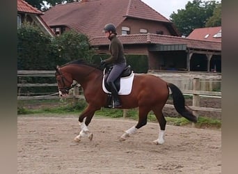 Oldenburgo, Caballo castrado, 5 años, 164 cm, Castaño
