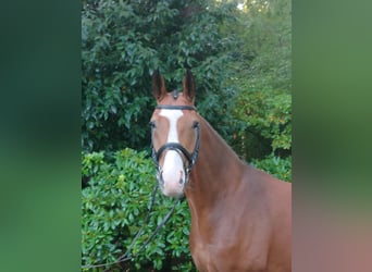 Oldenburgo, Caballo castrado, 5 años, 164 cm, Castaño