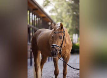 Oldenburgo, Caballo castrado, 5 años, 164 cm, Palomino