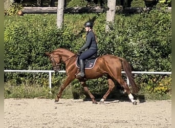 Oldenburgo, Caballo castrado, 5 años, 165 cm, Alazán