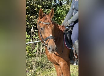 Oldenburgo, Caballo castrado, 5 años, 165 cm, Alazán