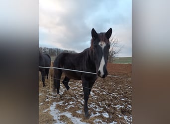 Oldenburgo, Caballo castrado, 5 años, 165 cm, Morcillo