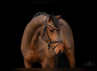 Oldenburgo, Caballo castrado, 5 años, 166 cm, Castaño