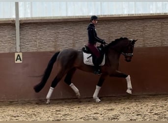 Oldenburgo, Caballo castrado, 5 años, 166 cm, Castaño