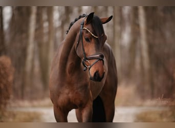 Oldenburgo, Caballo castrado, 5 años, 166 cm, Castaño