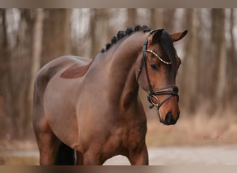 Oldenburgo, Caballo castrado, 5 años, 166 cm, Castaño