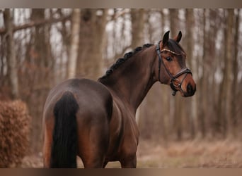 Oldenburgo, Caballo castrado, 5 años, 166 cm, Castaño