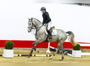 Oldenburgo, Caballo castrado, 5 años, 166 cm, Morcillo