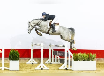 Oldenburgo, Caballo castrado, 5 años, 166 cm, Morcillo