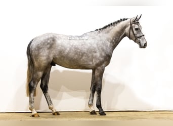 Oldenburgo, Caballo castrado, 5 años, 166 cm, Morcillo