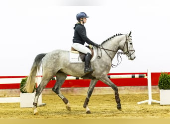 Oldenburgo, Caballo castrado, 5 años, 166 cm, Morcillo