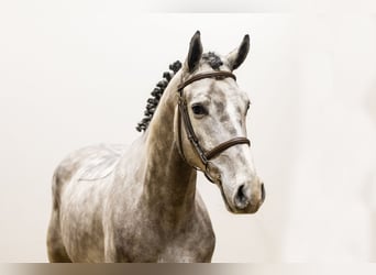 Oldenburgo, Caballo castrado, 5 años, 166 cm, Morcillo