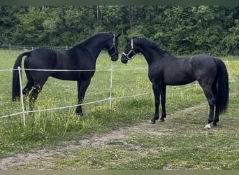 Oldenburgo, Caballo castrado, 5 años, 166 cm, Negro