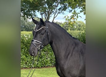 Oldenburgo, Caballo castrado, 5 años, 166 cm, Negro