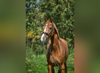 Oldenburgo, Caballo castrado, 5 años, 167 cm, Alazán