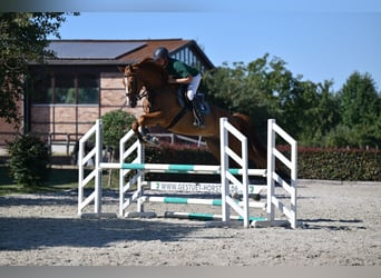 Oldenburgo, Caballo castrado, 5 años, 167 cm, Alazán