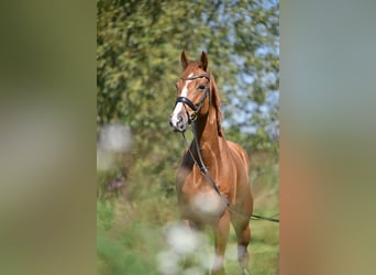 Oldenburgo, Caballo castrado, 5 años, 167 cm, Alazán