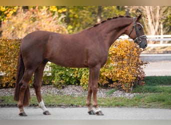 Oldenburgo, Caballo castrado, 5 años, 167 cm, Alazán-tostado